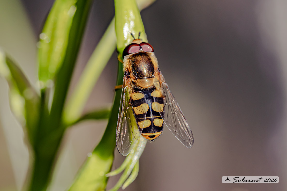 Eupeodes corollae