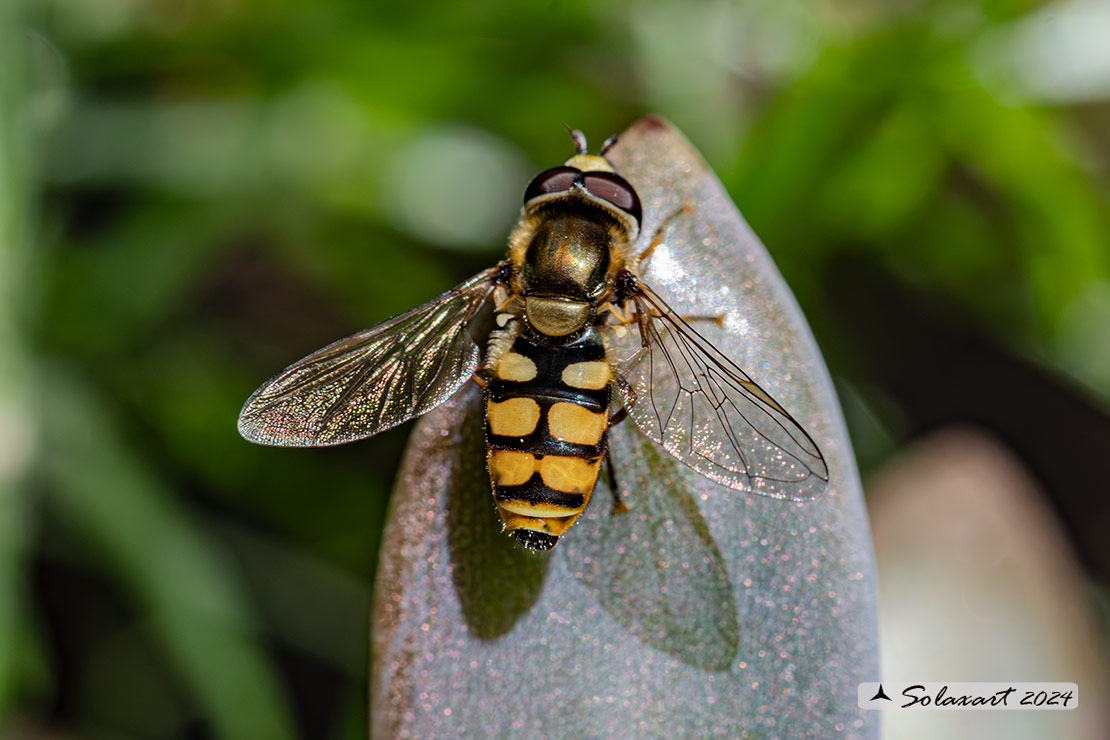 Eupeodes corollae