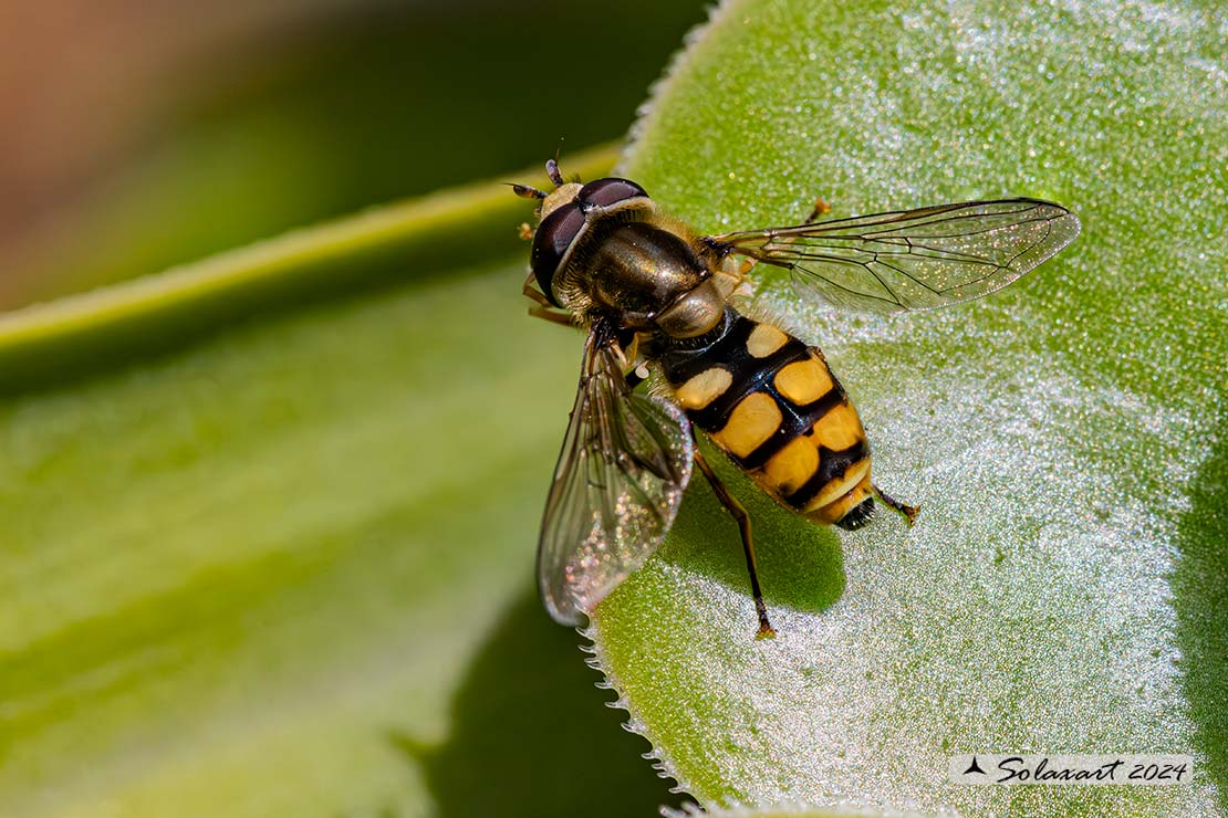 Eupeodes corollae