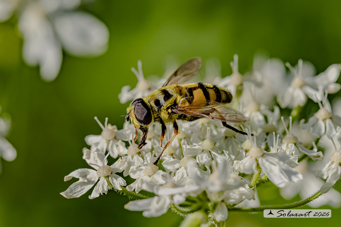 Eupeodes corollae