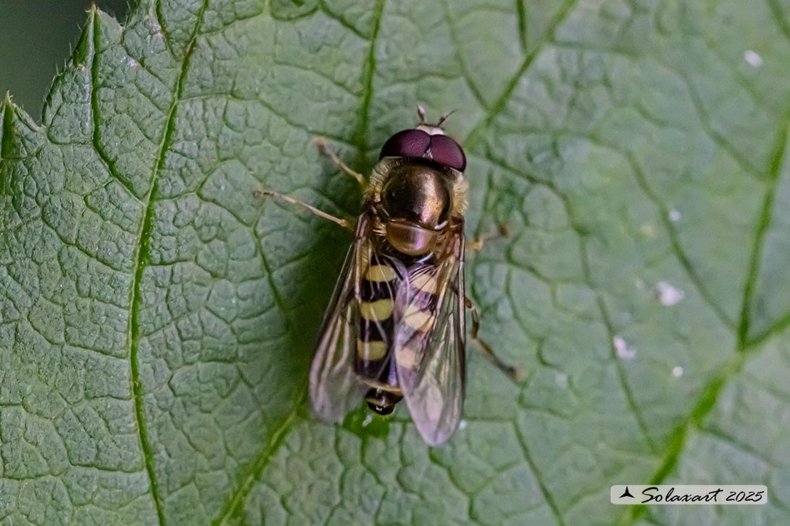 Eupeodes corollae