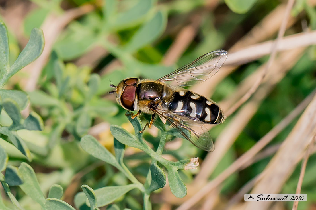 Eupeodes luniger