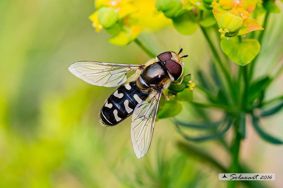 Eupeodes luniger