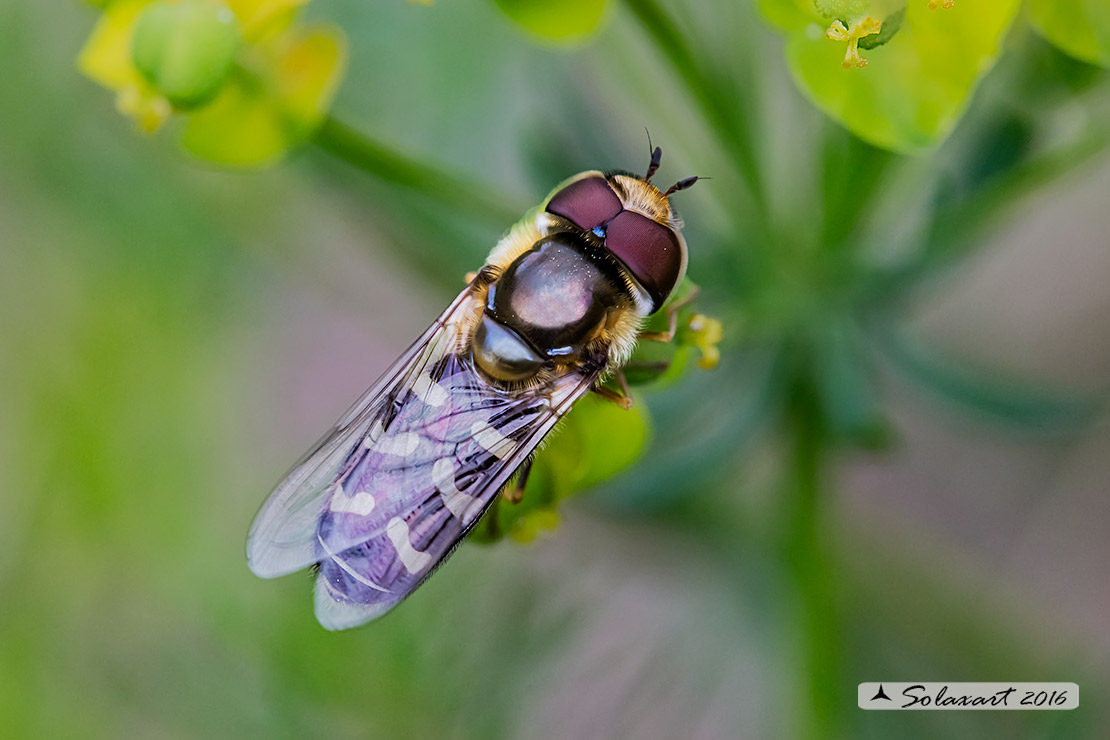 Eupeodes luniger