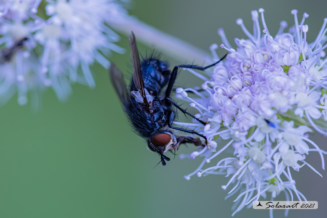 Eurithia anthophila