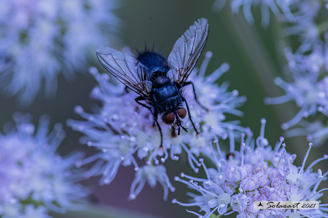 Eurithia anthophila