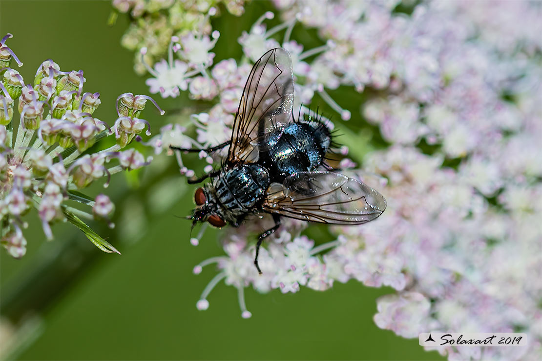 Eurithia intermedia