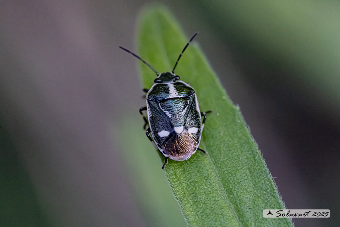 Eurydema oleracea