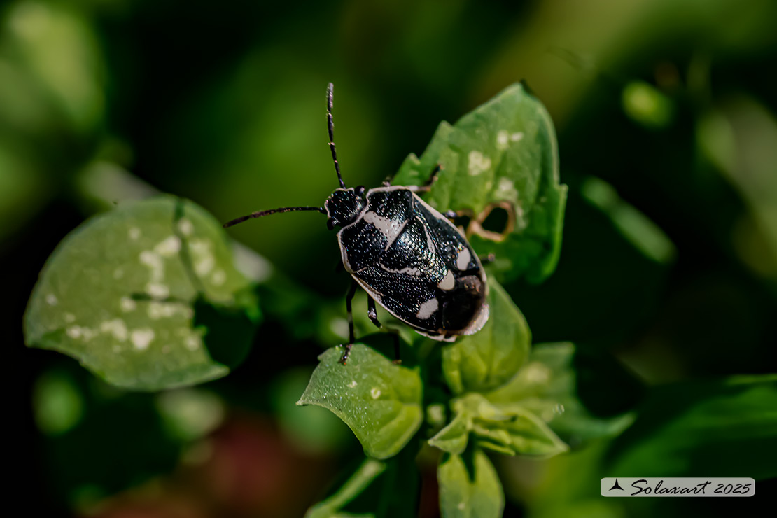 Eurydema oleracea