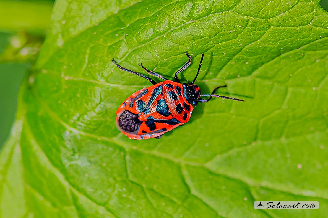 Eurydema ornata