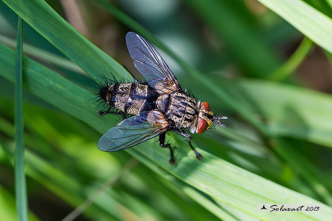 Exorista larvarum