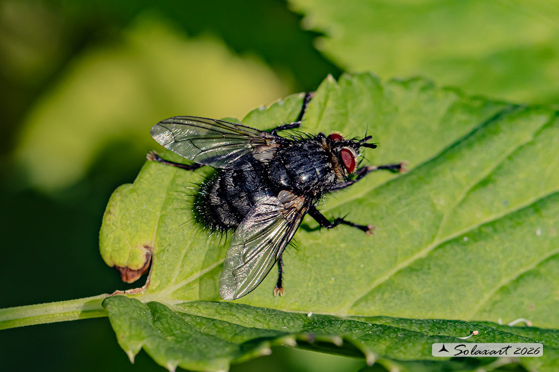 Exorista larvarum