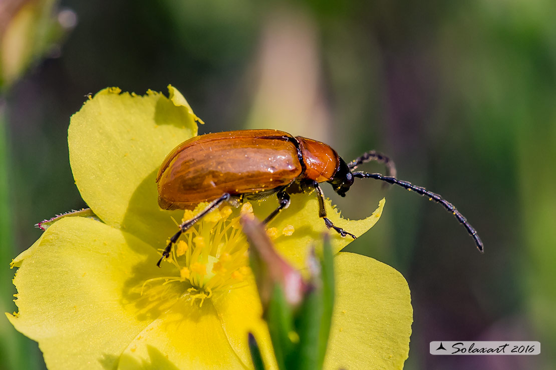 Exosoma lusitanicum :   Daffodil leaf beetle