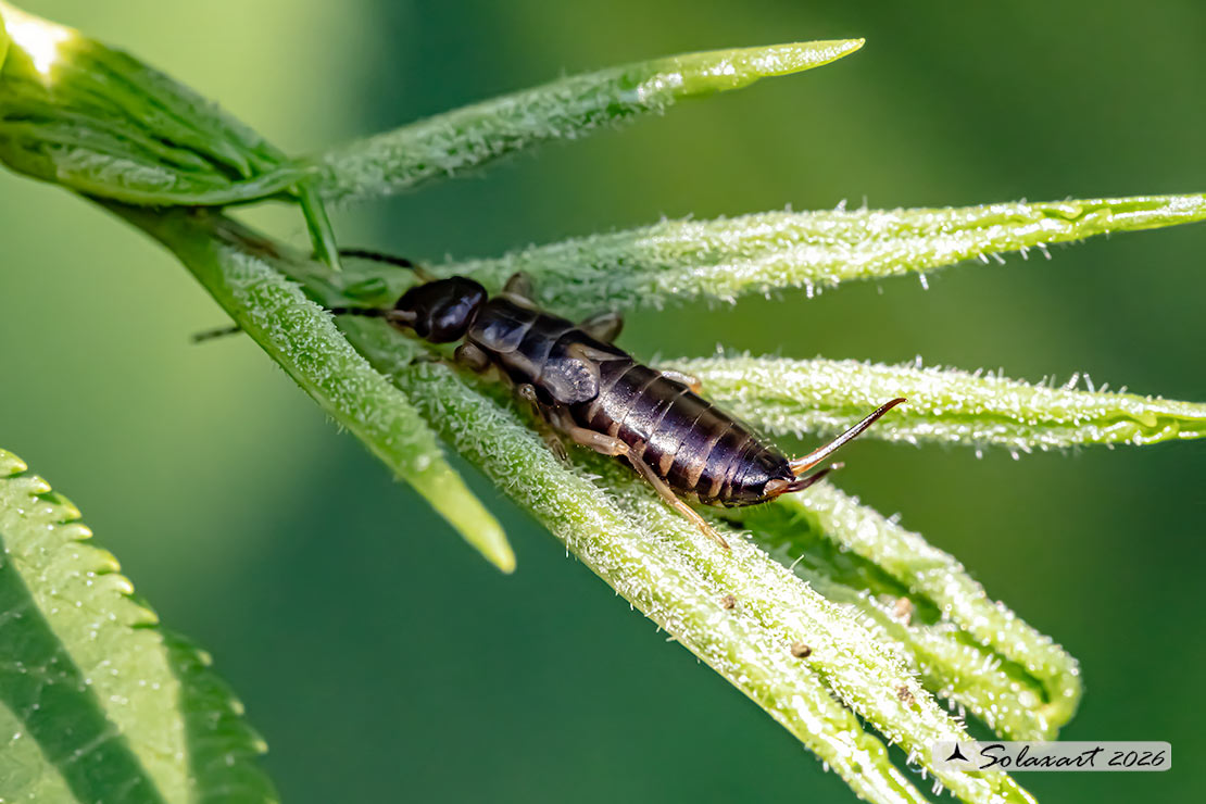 Forficula auricularia; European earwig