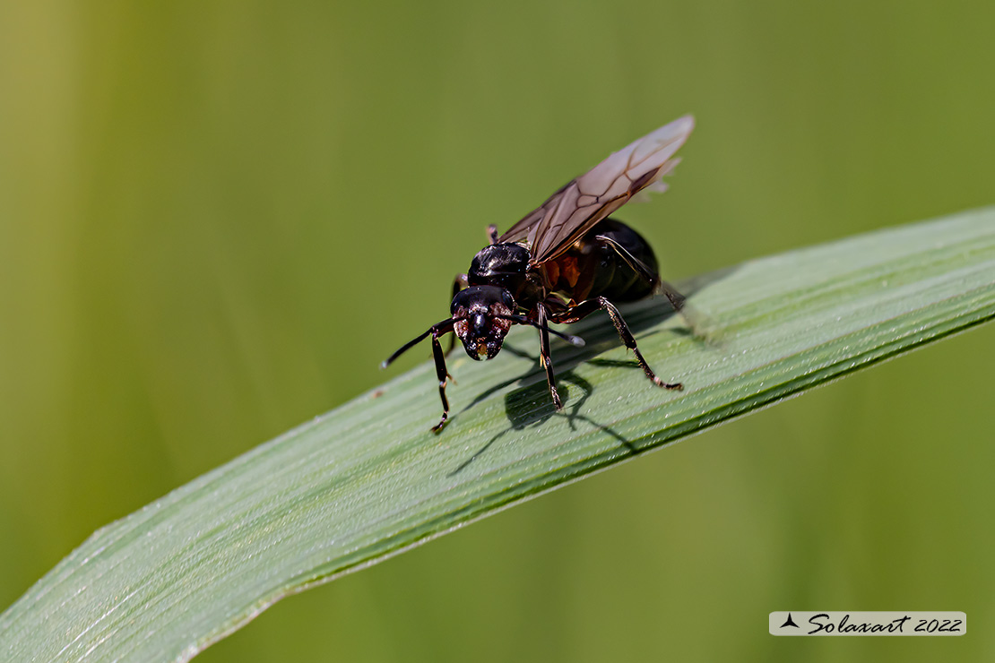 Formica rufa