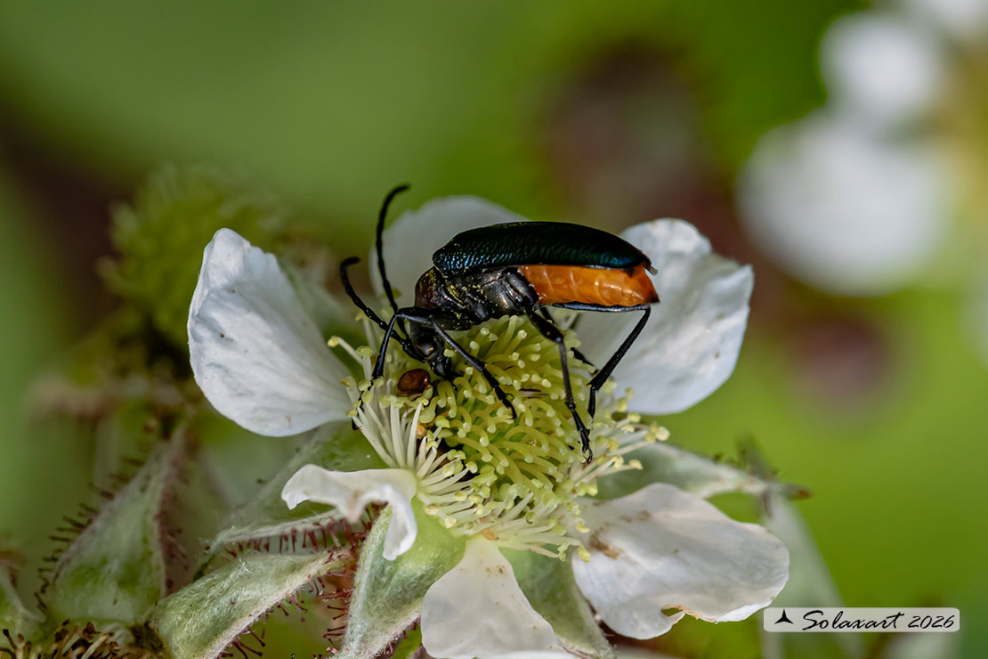 Gaurotes virginea