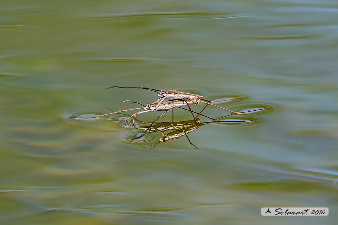 Gerris lacustris - Gerride - insetto pattinatore