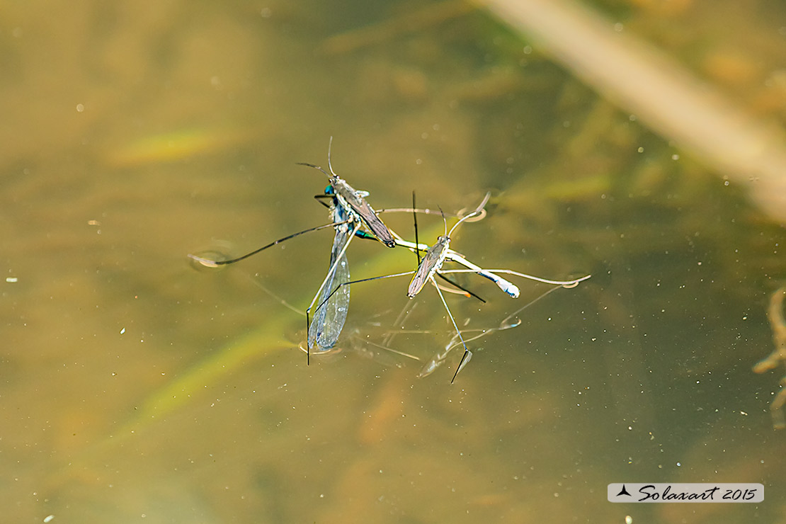 Gerris lacustris - Gerride - Common water strider