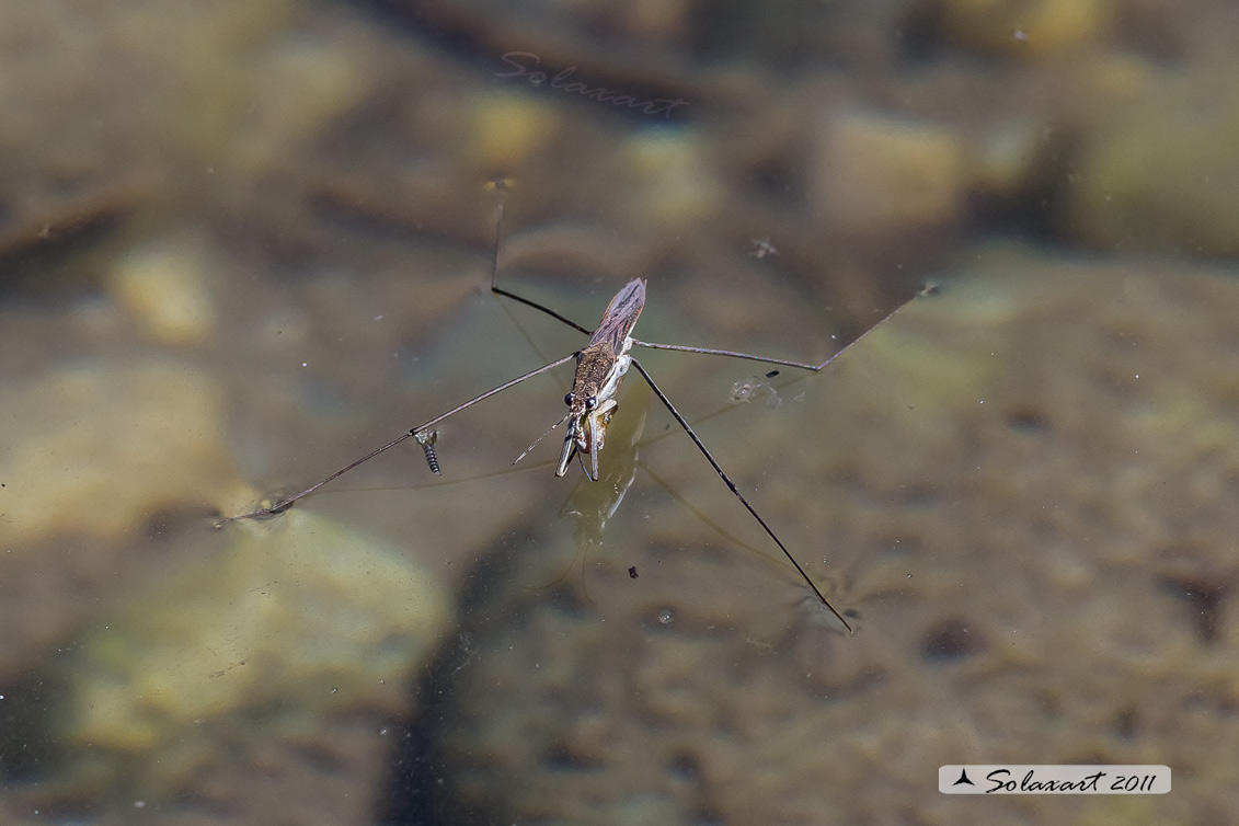 Gerris lacustris - Gerride - Common water strider