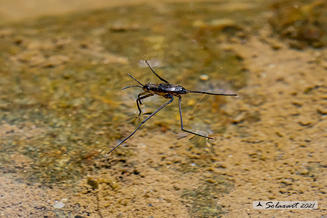 Gerris lacustris - Gerride - Common water strider