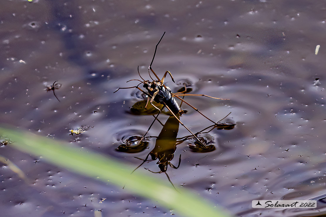 Gerris lacustris - Gerride - Common water strider