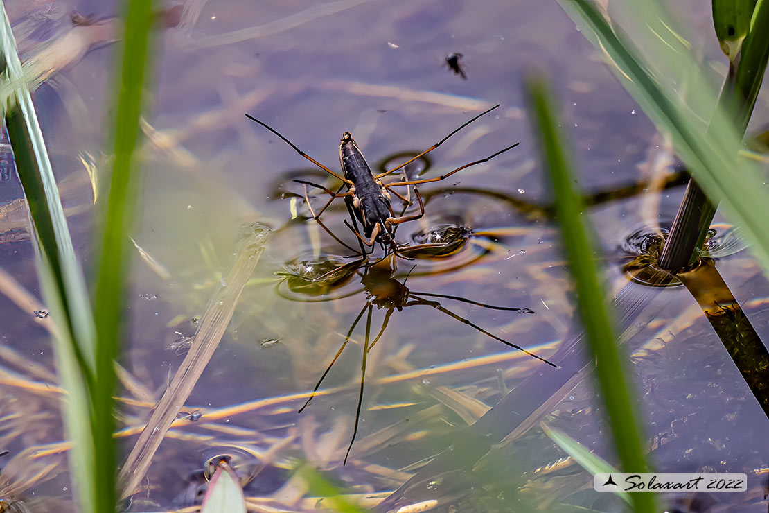 Gerris lacustris - Gerride - Common water strider