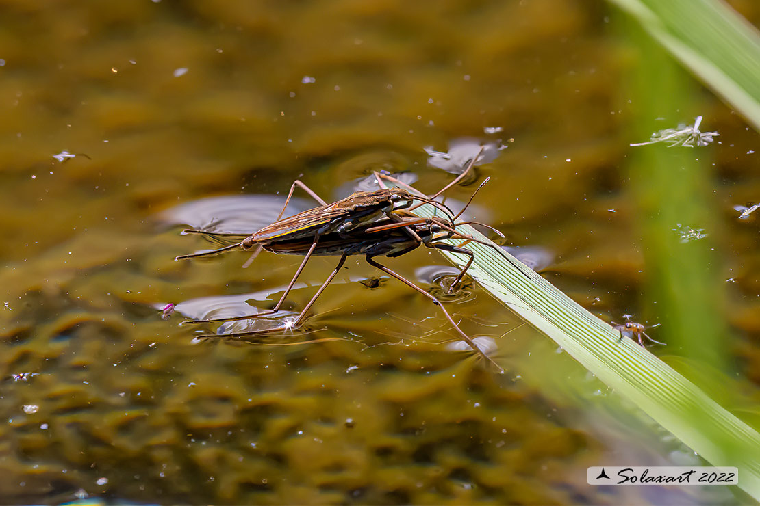 Gerris lacustris - Gerride - Common water strider