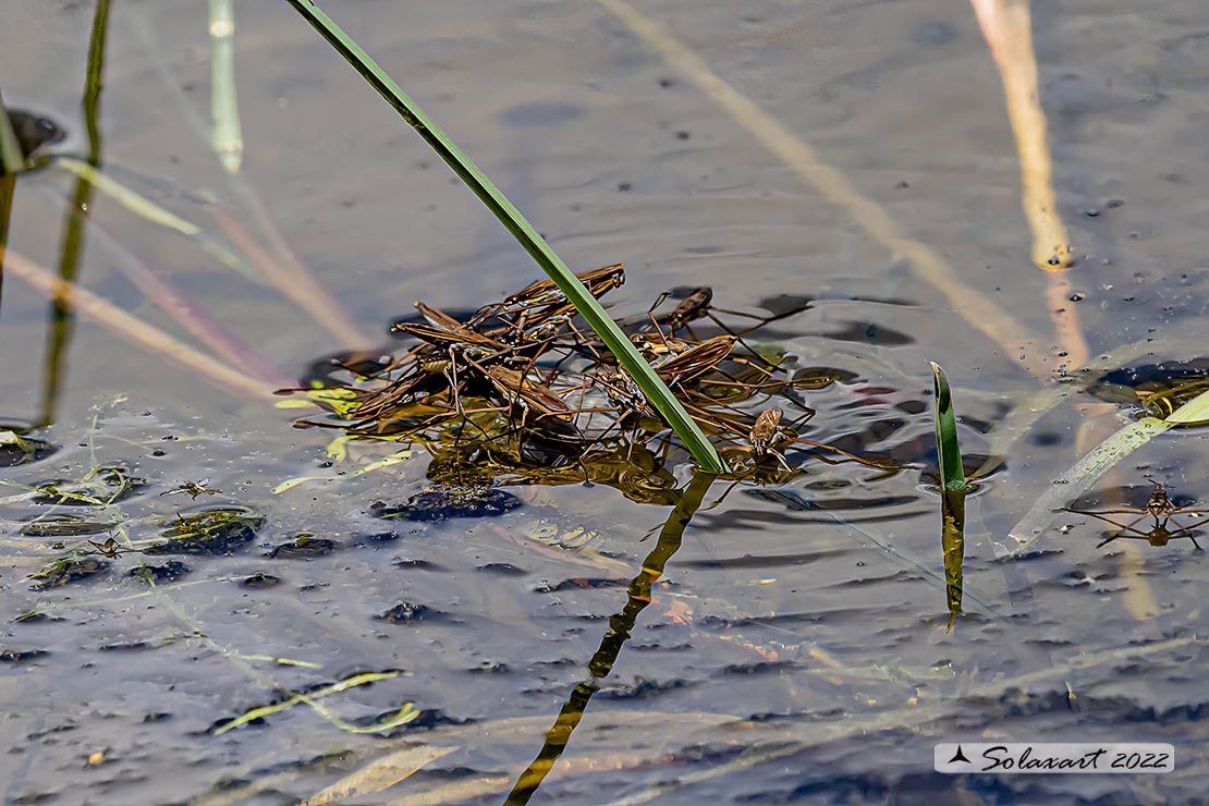 Gerris lacustris - Gerride - Common water strider