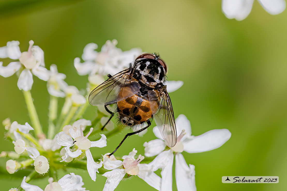 Graphomya maculata