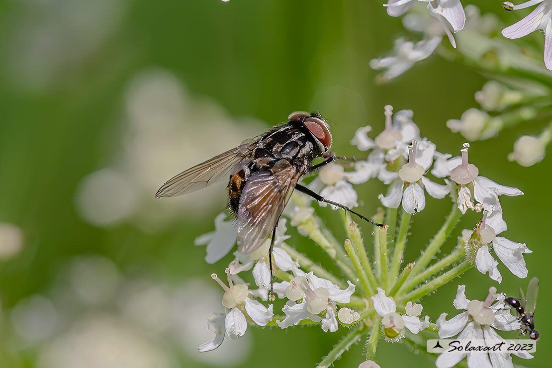 Graphomya maculata