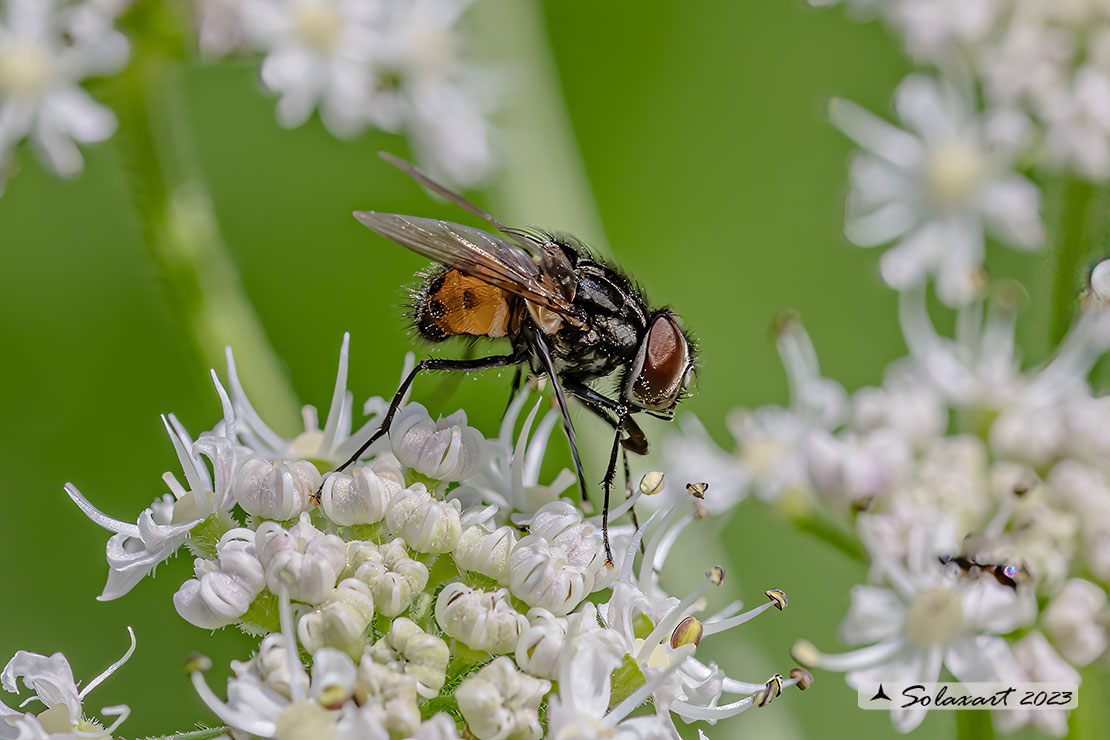 Graphomya maculata