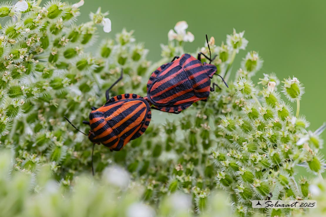 Graphosoma italicum