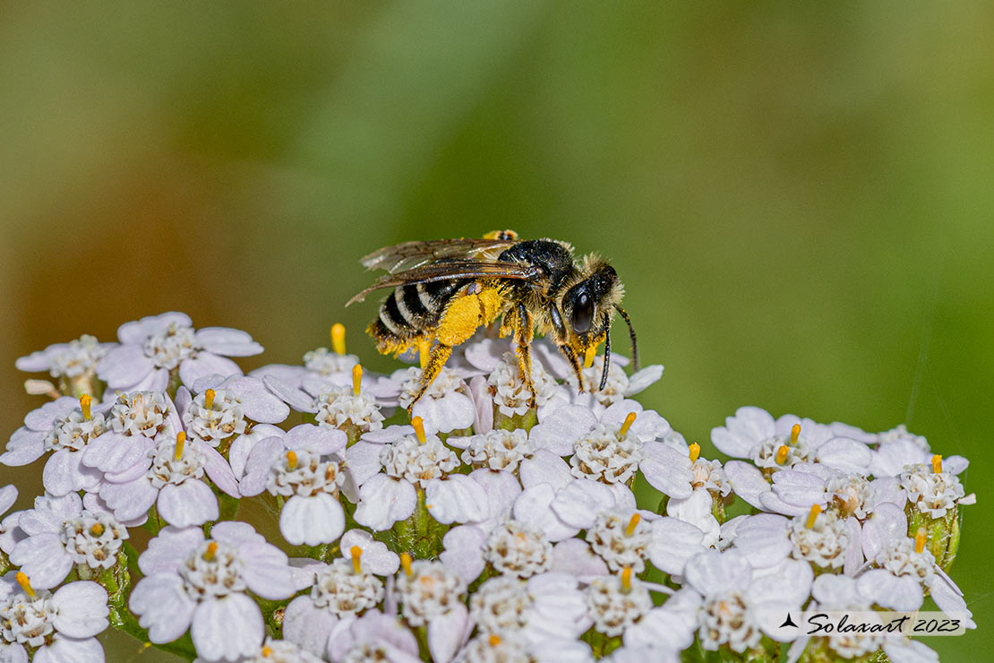 Hymenoptera; Halictus rubicundus