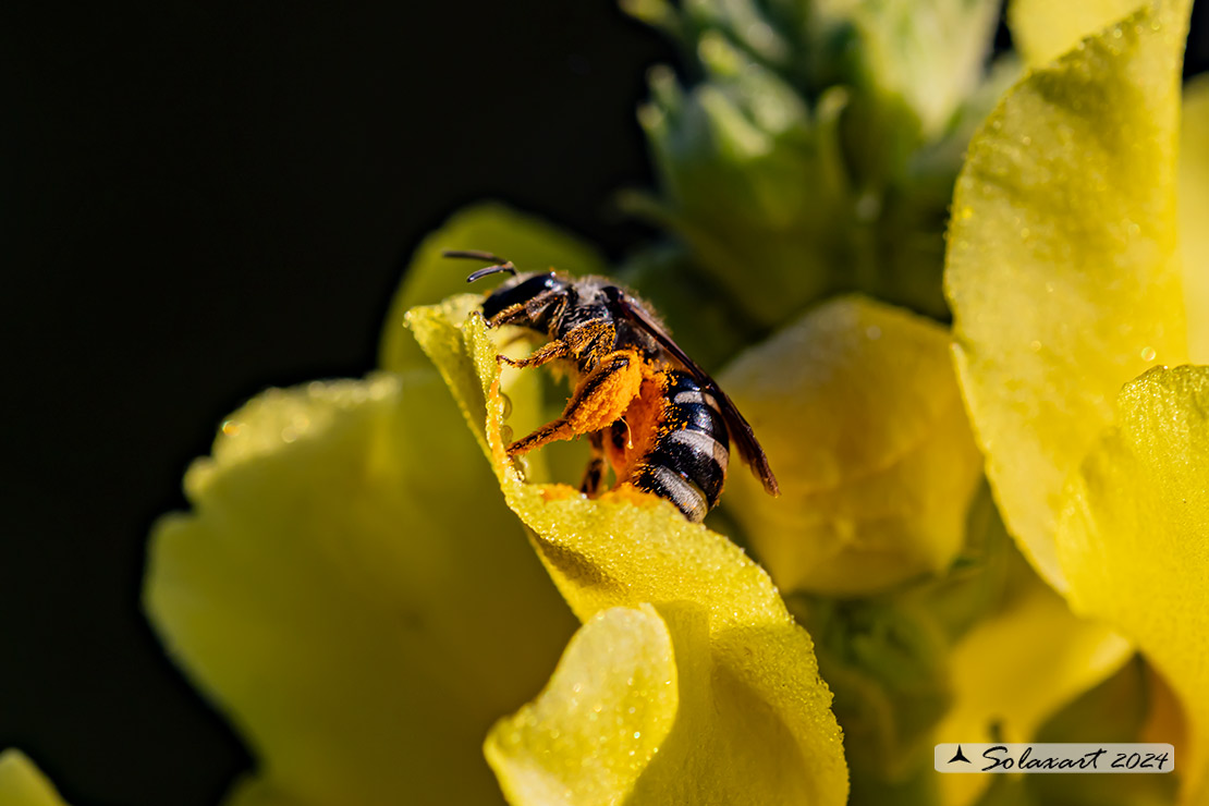 Hymenoptera; Halictus rubicundus