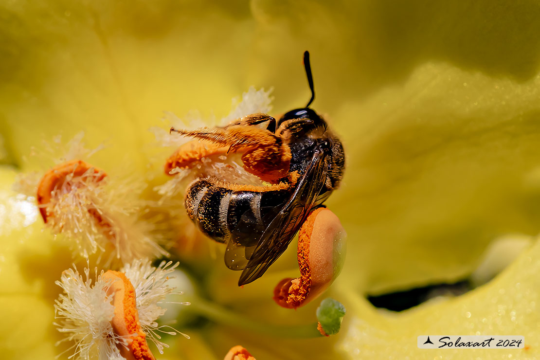 Hymenoptera; Halictus rubicundus