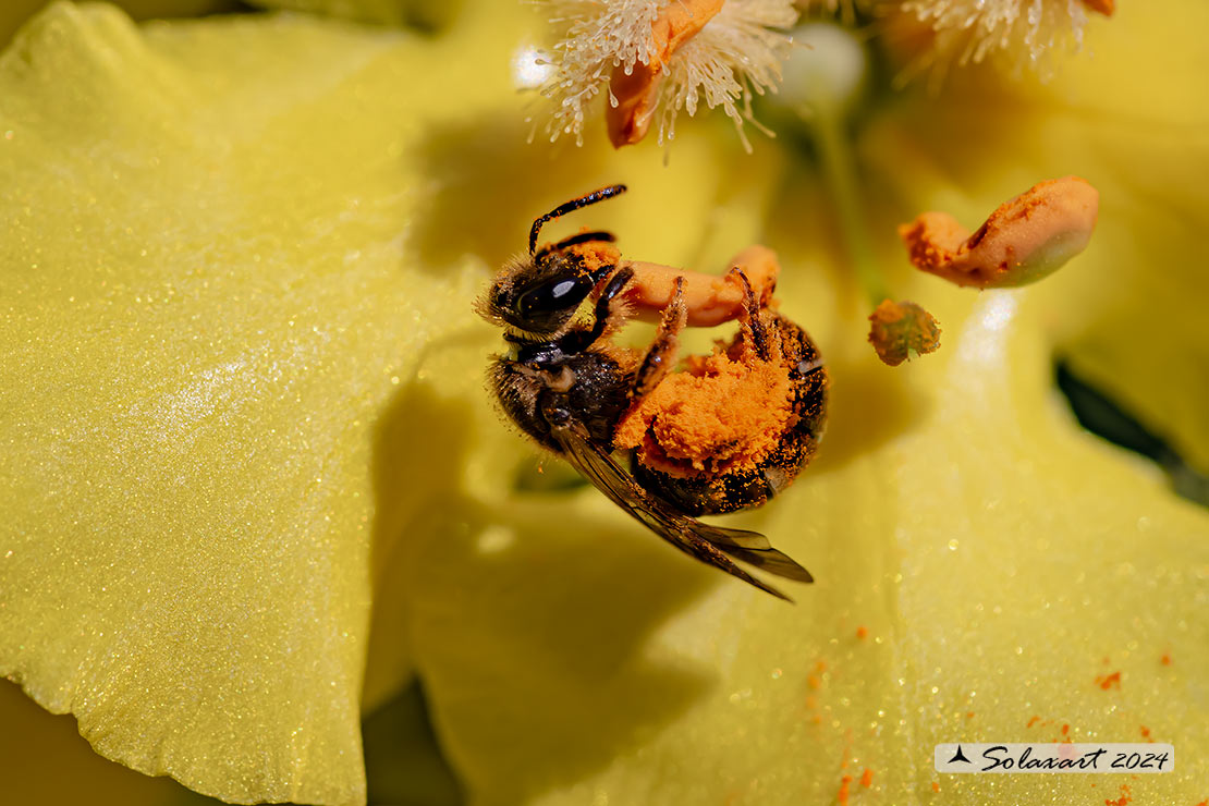 Hymenoptera; Halictus rubicundus