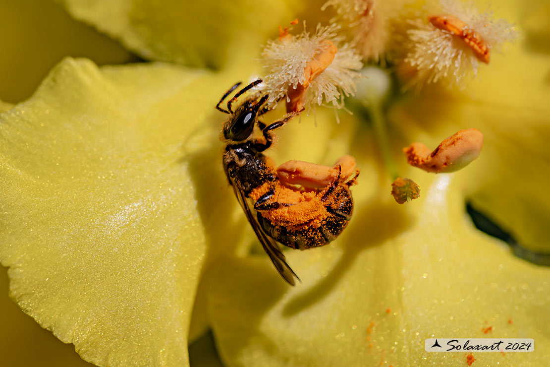 Hymenoptera; Halictus rubicundus