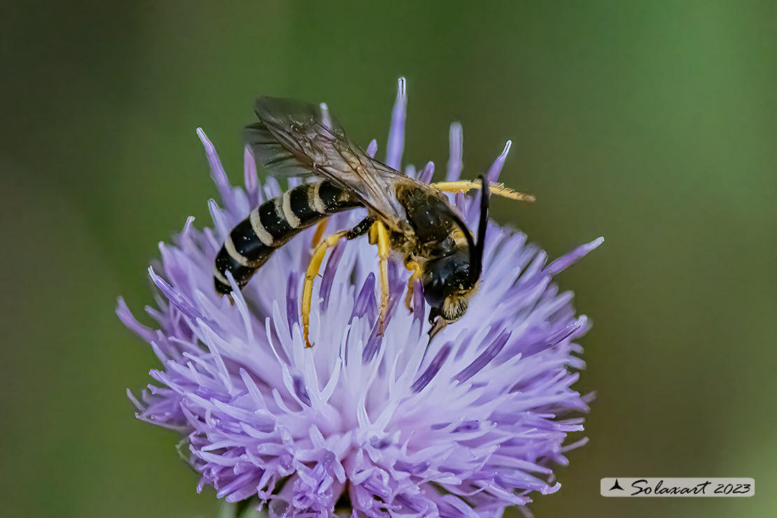 Hymenoptera; Halictus scabiosae