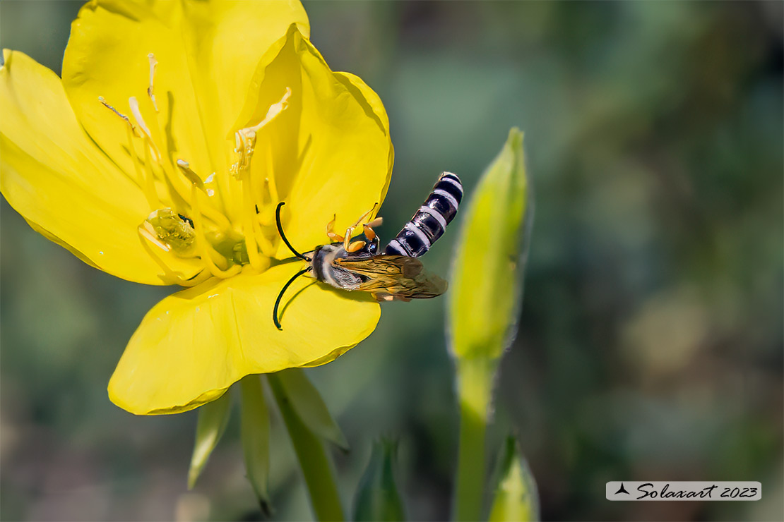 Hymenoptera; Halictus scabiosae