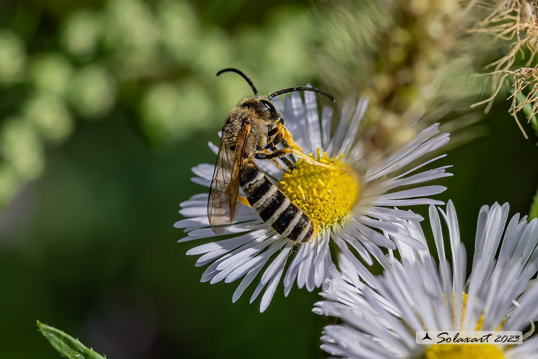 Hymenoptera; Halictus scabiosae