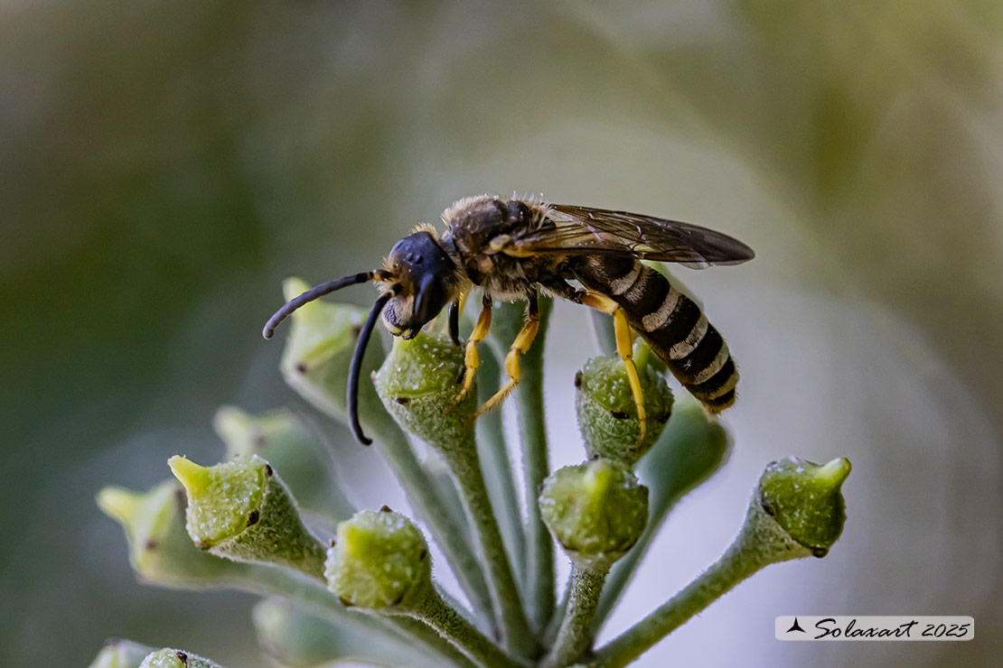 Hymenoptera; Halictus scabiosae