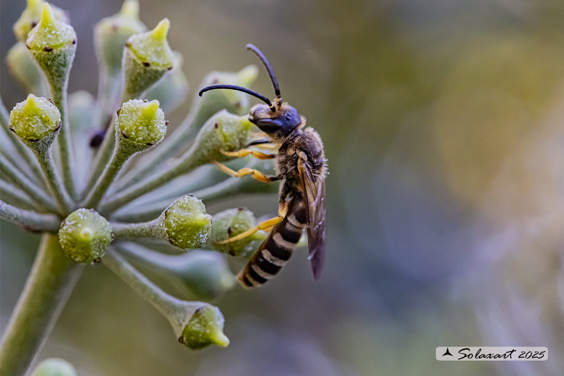 Hymenoptera; Halictus scabiosae