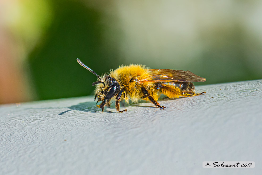 Ordine: Hymenoptera; Famiglia: Apidae; Specie: Halictus sexcinctus