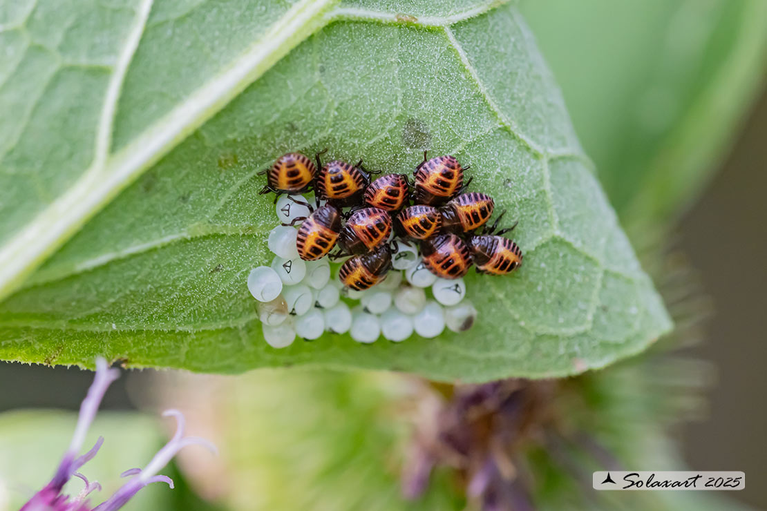 Halyomorpha halys 