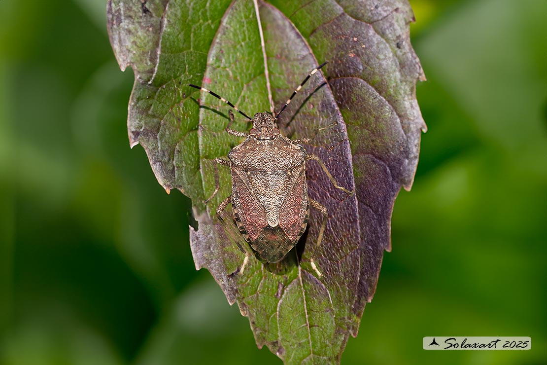 Halyomorpha halys 
