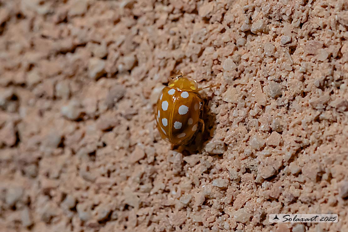 Halyzia sedecimguttata -  Coccinella  - Orange ladybird