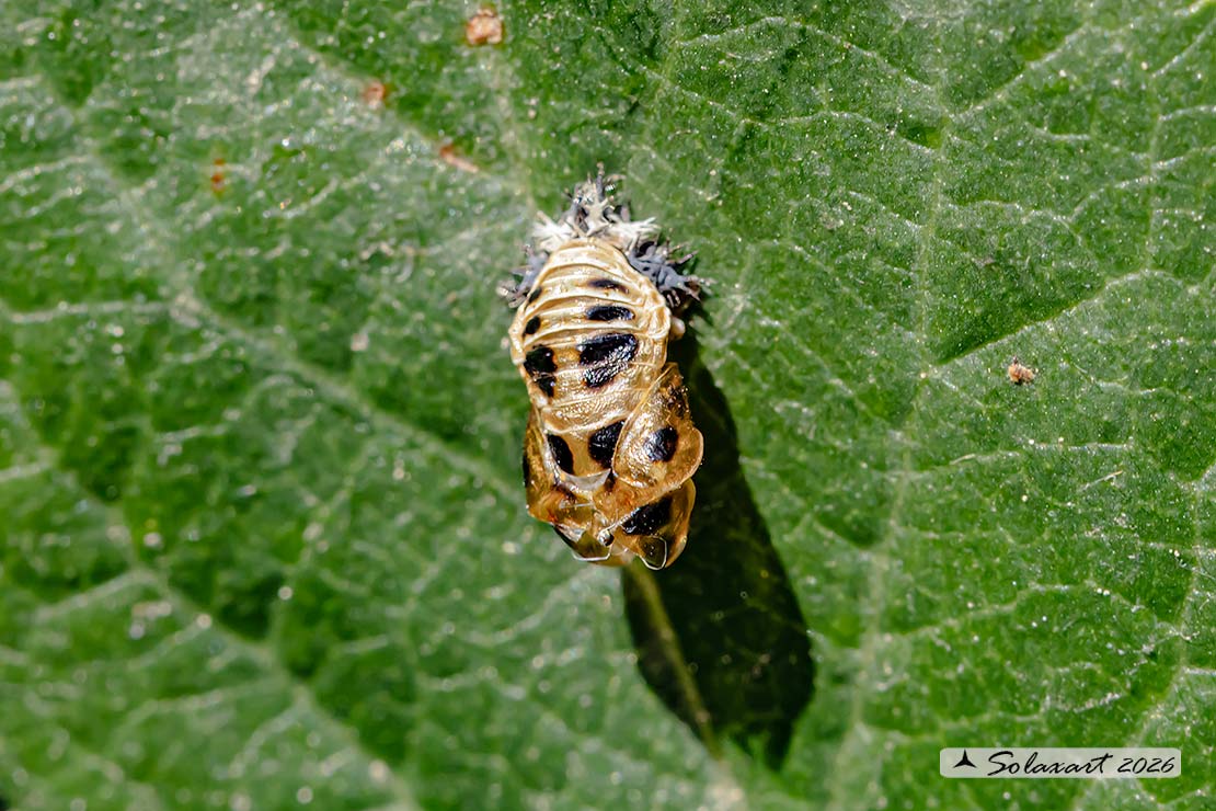 Harmonia axyridis: larva di Coccinella