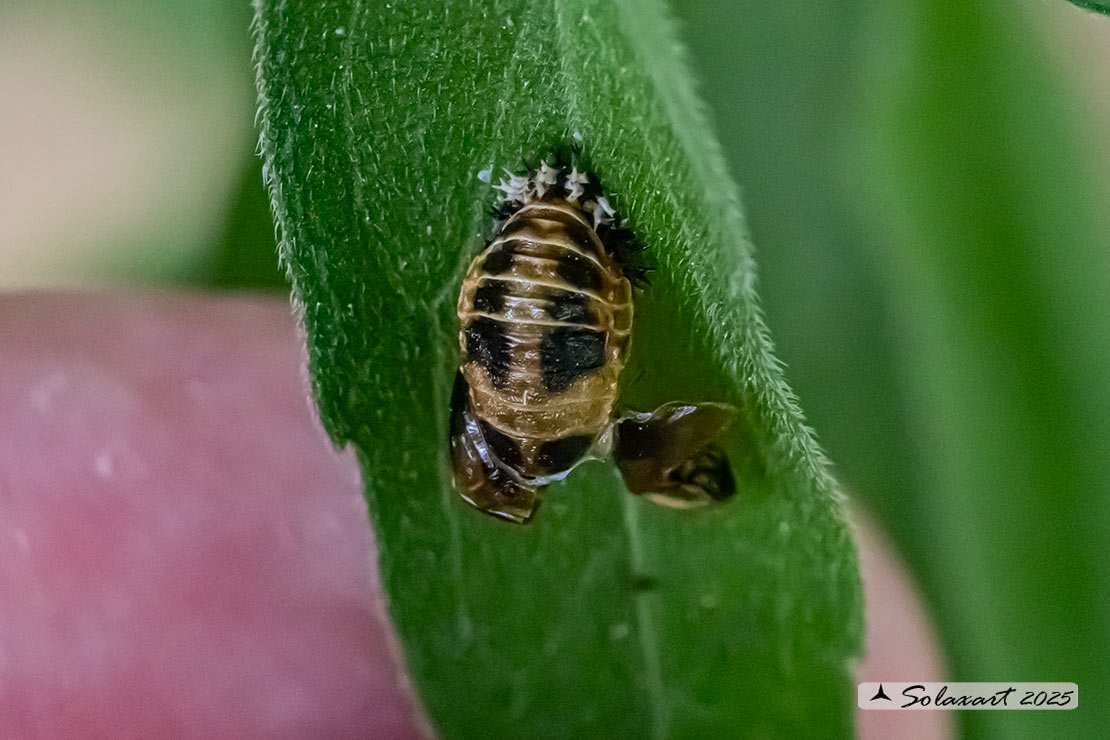 Harmonia axyridis:  larva di Coccinella