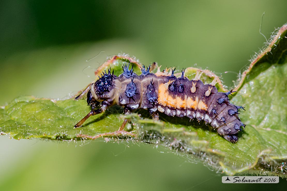 Harmonia axyridis:  larva di Coccinella