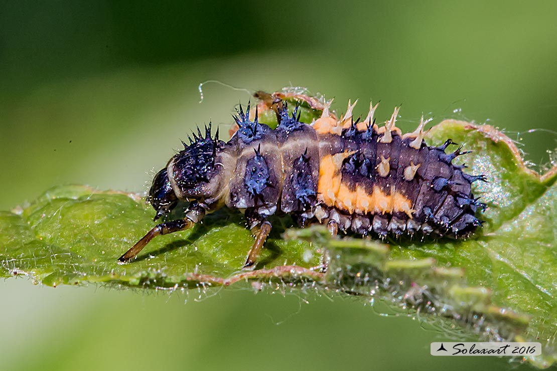 Harmonia axyridis:  larva di Coccinella